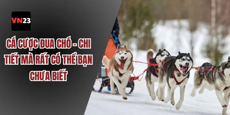 cá cược đua chó